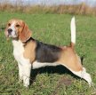 Бигль (Английский бигль) / Beagle (English Beagle)