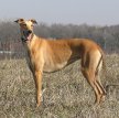 Грейхаунд (Английская борзая) / Greyhound (English Greyhound)