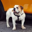 Английский бульдог / English Bulldog (British Bulldog)