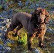 Бойкин-спаниель / Boykin Spaniel