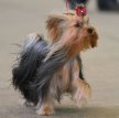 Йоркширский терьер / Yorkshire Terrier