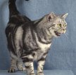 Американская короткошерстная кошка / American Shorthair Cat