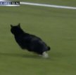 Во время футбольного матча в Голландии на поле выбежал кот
