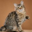 Американский бобтейл / American Bobtail