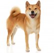 Шиба-ину (Сиба-ину, малая японская собака) / Shiba Inu (Japanese Shiba Inu, Japanese Small Size Dog, Shiba Ken)