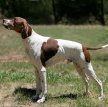 Английский пойнтер (Пойнтер) / English Pointer (Pointer)