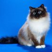 Стала известна самая популярная порода кошек у россиян
