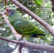 Бразильский амазон / Amazona Brasiliensis