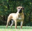 Южноафриканский бурбуль (Бурбуль) / Boerboel (South African Mastiff)