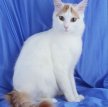 Турецкий ван / Turkish Van