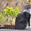 Бразильская короткошерстная кошка / Brazilian Shorthair Cat