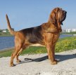 Бладхаунд (Собака Св. Губерта) / Bloodhound (Chien de Saint-Hubert, St. Hubert Hound, Sleuth Hound)