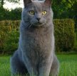 Картезианская кошка (Шартрез) / Chartreux Cat