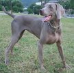 Веймаранер (Веймарская легавая) / Weimarainer (Weimaraner Vorstehhund)