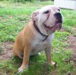 Австралийский бульдог / Australian Bulldog (Aussie Bulldog)