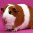 Голландская морская свинка / Dutch Cavy (Holland Guinea Pig)