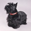 Скотч-терьер (Шотландский терьер, скотти) / Scottish Terrier (Scottie, Aberdeen Terrier)