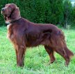 Ирландский сеттер (Ирландский красный сеттер) / Irish Setter (Irish Red Setter)