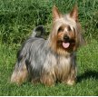 Австралийский шелковистый терьер (Силки-терьер) / Australian Silky Terrier