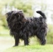 Аффенпинчер (Обезьяний пинчер) / Affenpinscher (Monkey Dog)