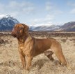 Бордоский дог (Французский мастиф) / French Mastiff (Dogue de Bordeaux, Bordeaux Mastiff, Bordeaux Bulldog)