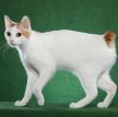 Японский бобтейл / Japanese Bobtail Cat