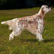 Английский сеттер / English Setter (Lawerack, Laverack)