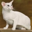 Белая сиамская кошка (Короткошерстный форинвайт) / Siamese White Cat (Foreign White SH)