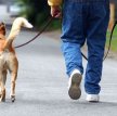 В Перми собаки будут гулять цивилизованно