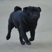 Мопс / Mops (Pug, Carlin)