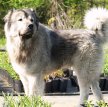 Кавказская овчарка / Caucasian Shepherd (Caucasian Sheepdog)