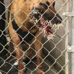 В США во время поимки преступника дикобраз вонзил в служебного пса более 200 игл