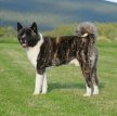 Большая японская собака (Американская акита) / American Akita (Great Japanese Dog)