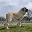 Испанский мастиф / Spanish Mastiff (Mastin Espanol)