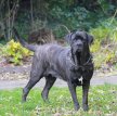 Кане корсо (Итальянская сторожевая собака) / Cane Corso (Sicilian Branchiero)