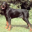 Американская черно-подпалая енотовая гончая / Black and Tan Coonhound (American Black and Tan Coonhound)