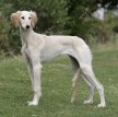 Салюки (Персидская борзая, газелья собака) / Saluki (Persian Greyhound)