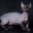 Минскин / Minskin Cat
