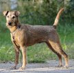 Ирландский терьер / Irish Terrier (Irish Red Terrier)