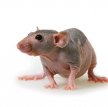 Бесшерстная крыса (Голая крыса, лысая крыса, крыса сфинкс) / Sphynx (Hairless)