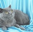 Британская короткошерстная кошка / British Shorthair Cat