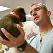 ЦРУ вживляло импланты в мозг собак в рамках секретного проекта