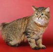 Курильский бобтейл / Kurilian Bobtail