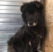 На Ямале зоозащитники спасли пса, который восемь лет жил в выгребной яме
