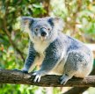 В Австралии ученые научились считать коал при помощи беспилотников
