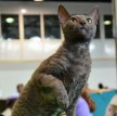 Корниш рекс (Корнуольский рекс) / Cornish Rex (Cornwall Rex)