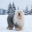 Бобтейл (Староанглийская овчарка) / Bobtail (Old English Sheepdog)