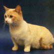 Манчкин / Munchkin Cat