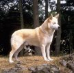 Ханаанская собака / Canaad Dog (Kelef K'naani, Israel Canaan Dog)