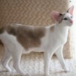 Сейшельская кошка / Seychellois Cat